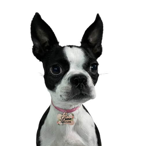Dog Tag