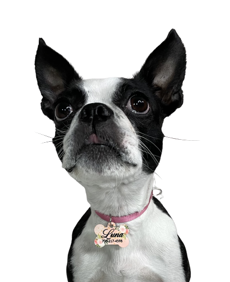 Dog Tag